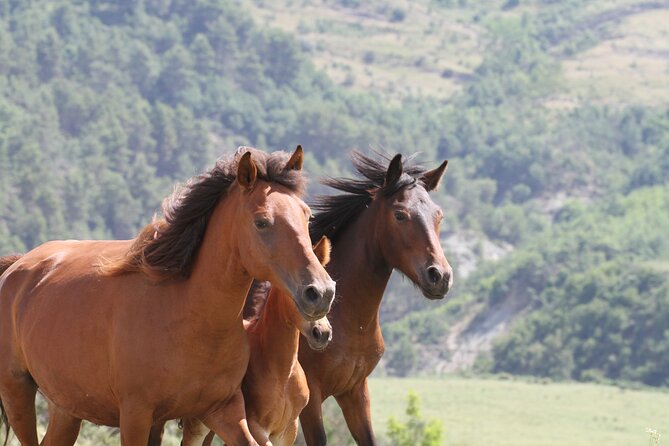 2-Hours Guided Drino's Valley Ride - Riding past farms, cattle, and old irrigation works