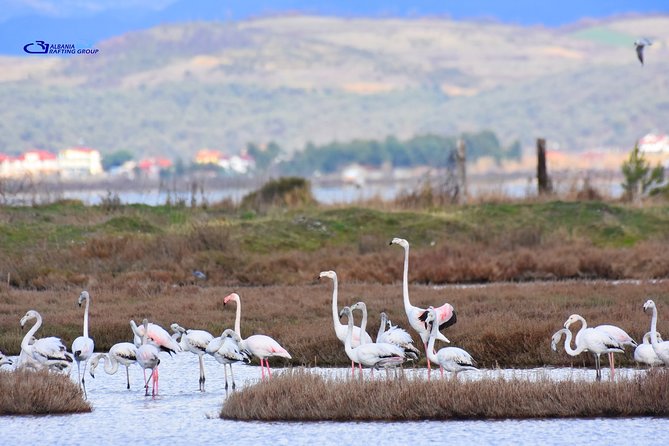 Albania Birdwatching, Kayaking, Bicycle National Park Divjaka Karavasta(ARG) - Birdwatching among pine forest and lagoon