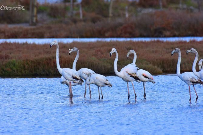 Albania Birdwatching, Kayaking, Bicycle National Park Divjaka Karavasta(ARG) - Optional bicycle and SUV extensions