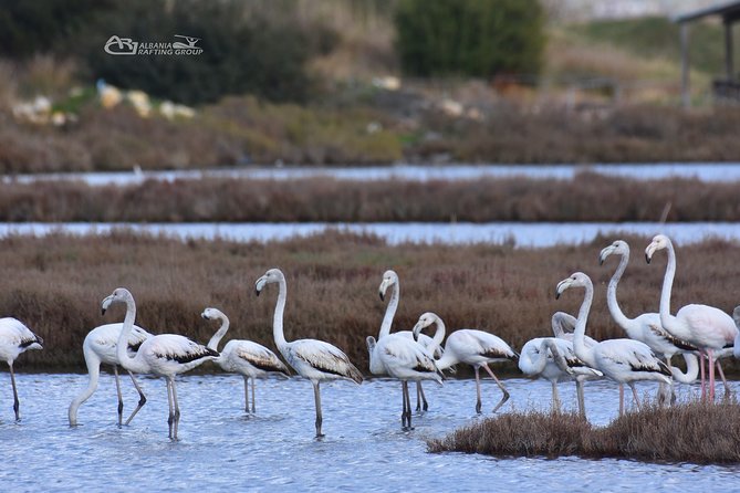 Albania Birdwatching, Kayaking, Bicycle National Park Divjaka Karavasta(ARG) - Who will enjoy this outing most
