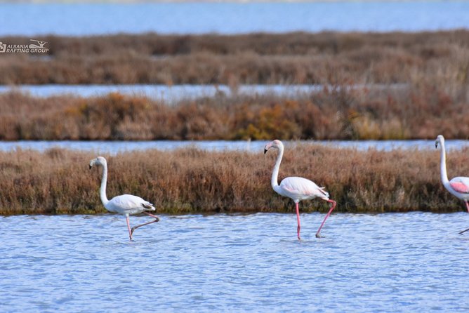 Albania Birdwatching, Kayaking, Bicycle National Park Divjaka Karavasta(ARG) - Meeting at 10 a.m. in Divjaka
