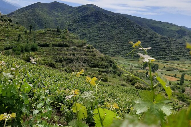 Berat 4x4 Off-Road and Vineyard Wine Tasting - Who should book this outing?