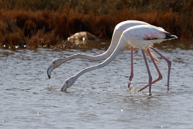 Birdwatching Experience in Narte Lagoon & Akerni Dunes - Why Narte Lagoon makes a strong Vlore day trip