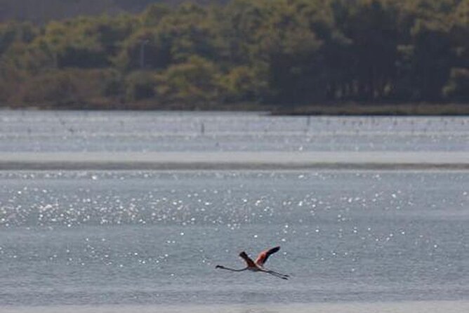 Birdwatching Experience in Narte Lagoon & Akerni Dunes - Ngjoli Road and the Narta salt fields