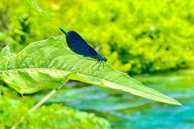Blue Eye And Lekuresi Castle, 4 Hour Nature and Historical Tour - Who should book this tour?