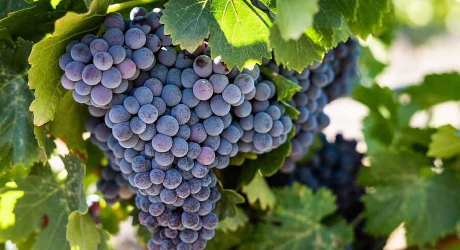 Durres Countryside Vineyards Wine Tasting & Food Pairing - Tasting Shesh wines with a sommelier