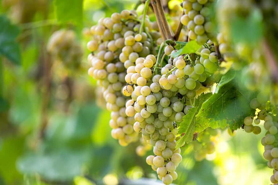 Durres Countryside Vineyards Wine Tasting & Food Pairing - Food pairings that make the tasting substantial