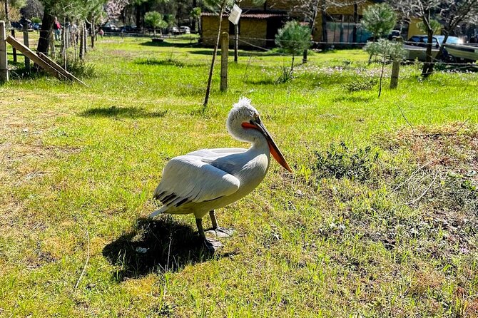 Durres & Karavasta National Park from Tirana on Luxe Land Rover - Key points to know before you book