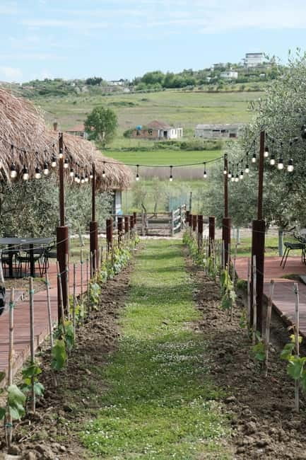 Experience Albanian Wine, daily tours from Durres - From Vinum Wine Bar to the Albanian countryside