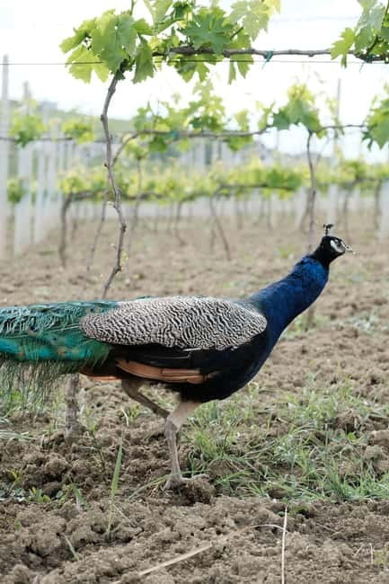 Experience Albanian Wine, daily tours from Durres - A 40-minute walk among the vines