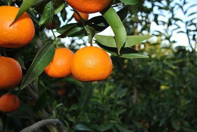 Family Mandarin Farming Tour with Traditional Cooking Lunch - Meeting Soraldo Nebo and the farm hosts