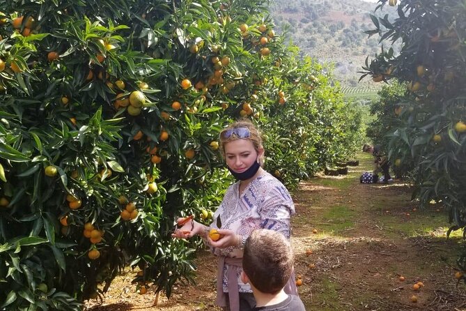 Family Mandarin Farming Tour with Traditional Cooking Lunch - Lunch beneath the olive tree