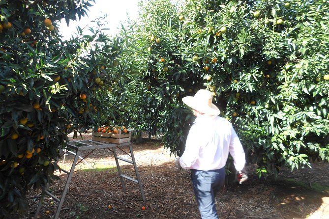 Family Mandarin Farming Tour with Traditional Cooking Lunch - What makes this a strong family activity