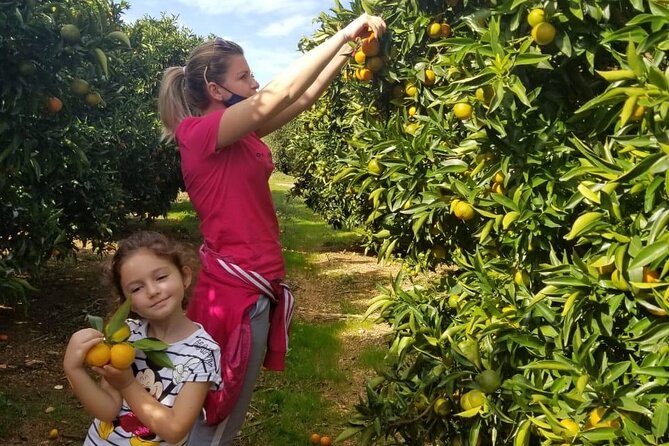 Family Mandarin Farming Tour with Traditional Cooking Lunch - Weather, timing, and the transportation question