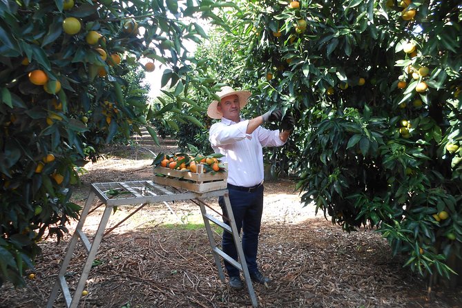 Family Mandarin Farming Tour with Traditional Cooking Lunch - How the $52.98 price compares with the experience