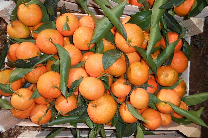 Family Mandarin Farming Tour with Traditional Cooking Lunch - Walking into the mandarin plantation