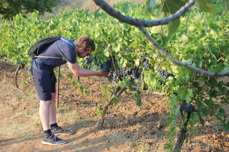 From Berat: Guided Winery Tour with Transfers and Tastings - Key points to know before booking
