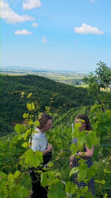 From Durrës: Albanian Wine Tasting with Vineyard & Boat Tour - What the Three Main Hours Can Include