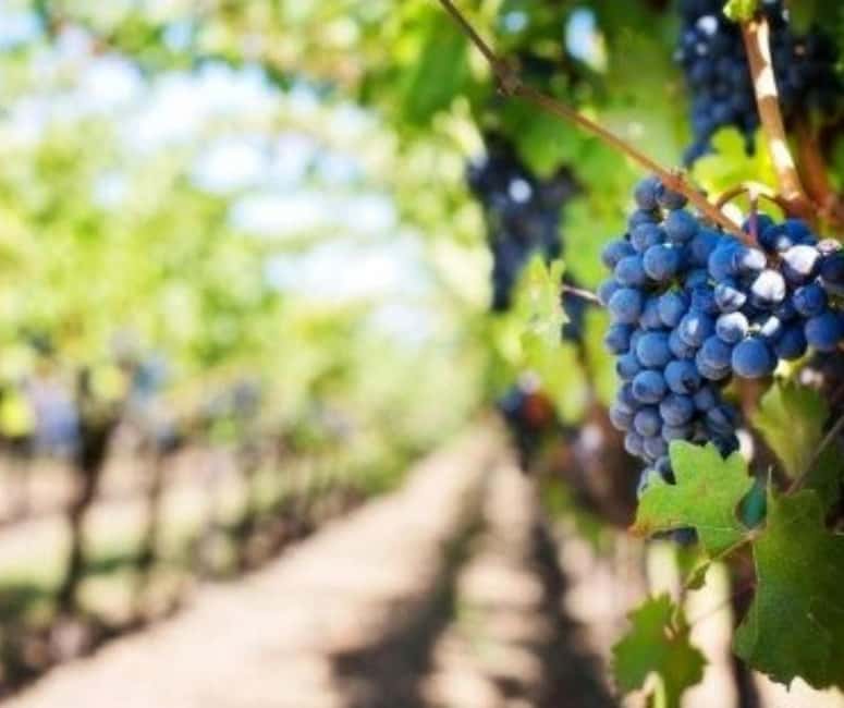 From Durres Golem: Cape of Rodon Castle & Wine Tasting Tour - Who should book this experience?