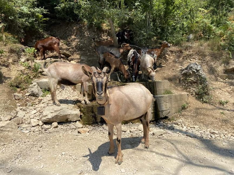 FROM TIRANA: Bovilla Lake & Gamti Mountain Hiking Trip - The short climb up Gamti Mountain