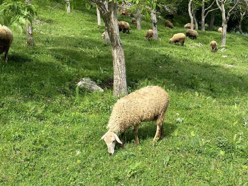 From Tirana: Bovilla Lake & Gamti Mountain Viewpoint Hike - The ride out of Tirana takes you from city streets to rough roads