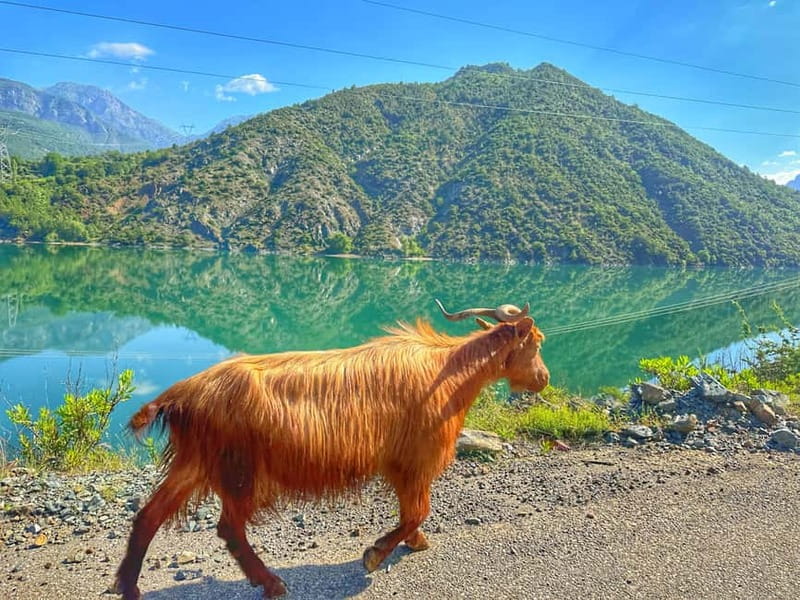 From Tirana/Shkodra: Komani Lake and Shala River Day Trip - Key points to know before booking
