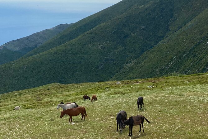 Full Day Tour from Albanian Riviera/Borsh to Dhermi and Llogara - Dhermi mixes a mountain village with a modern seafront