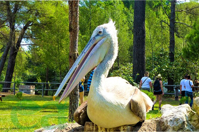 Karavasta Lagoon Adventure: Boat & Wildlife Tour from Durrës - How the $94.93 price measures up