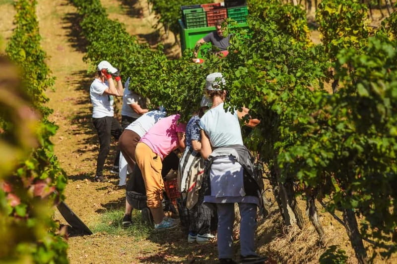 Lundër: Lundra Winery Guided Tour with Wine Tasting - The Guide Can Shape the Whole Visit