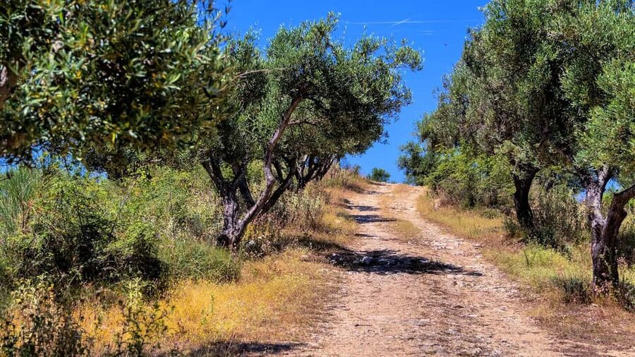 Musai Olive Oil Tour and Tasting - Key points at a glance