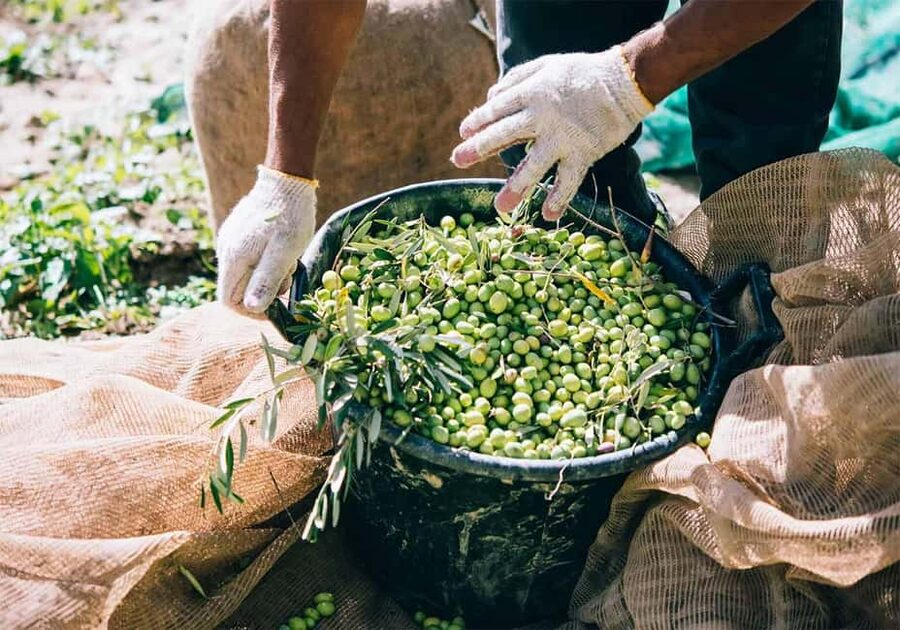 Musai Olive Oil Tour and Tasting - Buying bottles straight from the producer