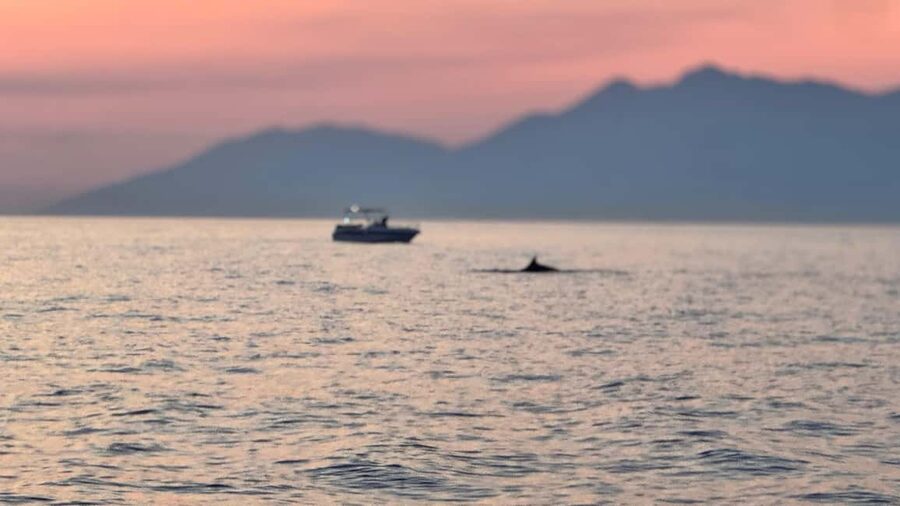 Sarandë Sea Safari: Speedboat to Hidden Coves & Wild Beaches - Shared or private boat: which version suits you?