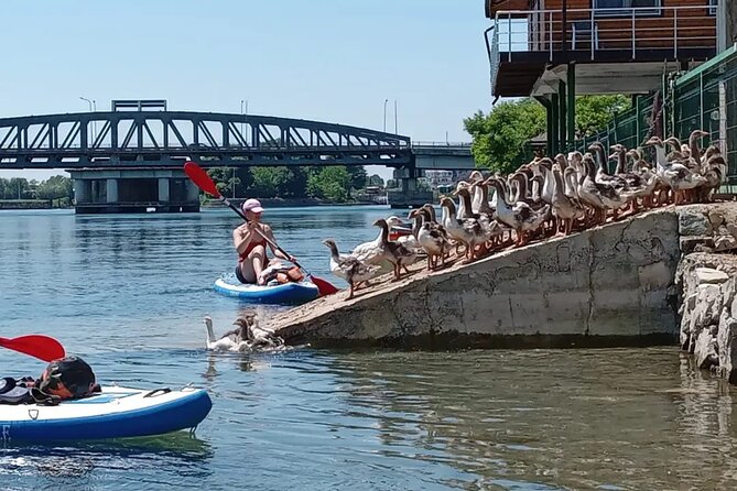 Stand Up Paddle Board or Kayak Rental in Shkodër - Choosing between a kayak and a paddleboard