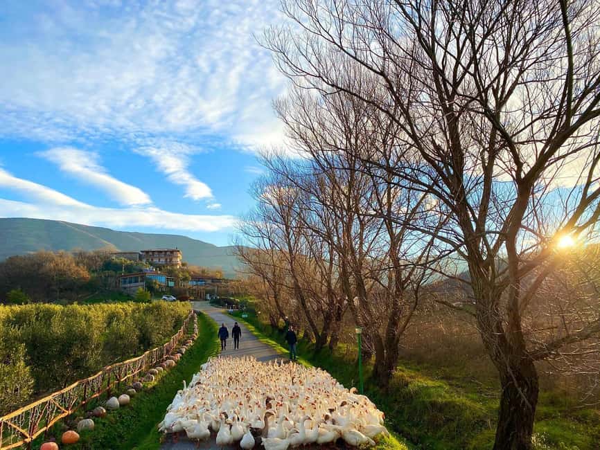 Tirana: Kruja Day Trip with Farm-to-Table Lunch - Why this day trip works from Tirana