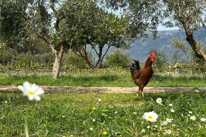 Traditional Albanian Food and Wine Tasting - The wood-fired course: usually lamb or baby goat