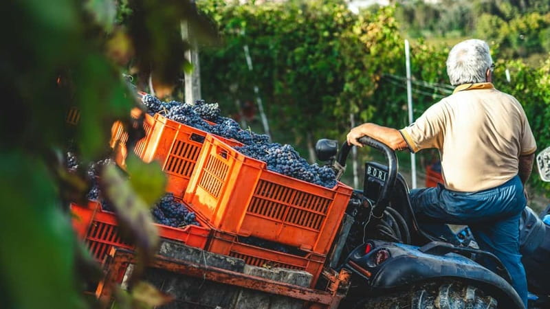 Wine Tasting & Vineyards Escape near Tirana - Learning About Albania’s Native Grapes