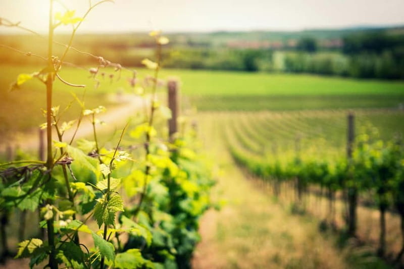 Wine Tasting & Vineyards Escape near Tirana - Three Glasses and a Table of Local Snacks