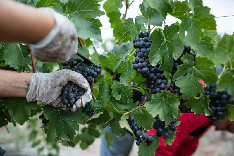 Wine Tasting & Vineyards Escape near Tirana - Time to Walk, Look, and Slow Down