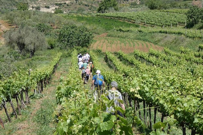 Winetasting tour in Alpeta winery - Roshnik village by 1001 Albanian Adventures - Is $71.08 a fair price?